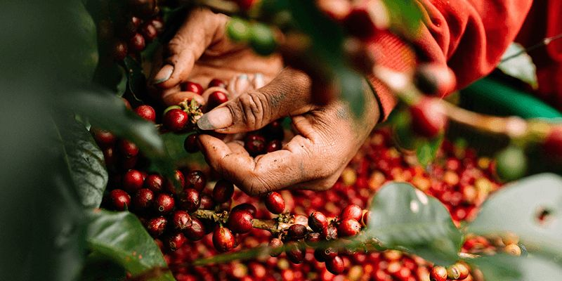Coffee beans